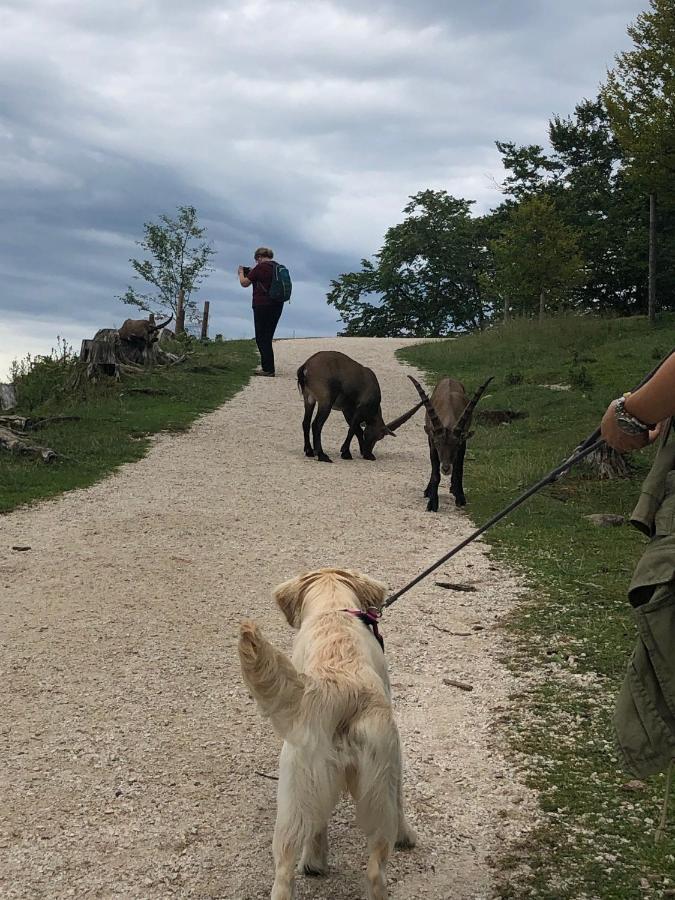 Millies Hosting - Familienurlaub Mit Hund In Kaernten Sankt Paul im Lavanttal Экстерьер фото